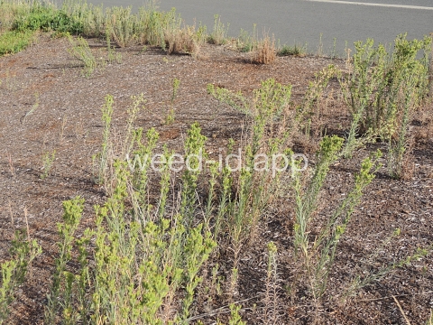 tarweed, cluster